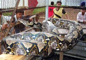 Largest snake in captivity